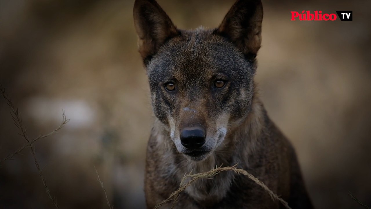'Compartiendo la Tierra', el documental sobre la coexistencia de la ganadería y el lobo