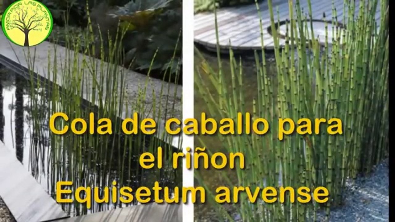 COLA DE CABALLO PLANTA medicinal para que sirve y como se prepara
