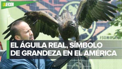 Conoce a Celeste, la mascota del América _ La otra visión del deporte