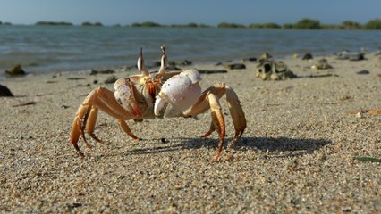 Les homards, les poulpes et les crabes sont des êtres sensibles, reconnaît le Royaume-Uni