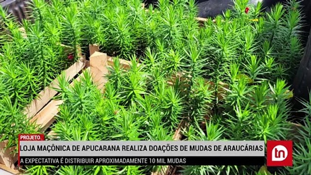 Mudas de araucárias são doadas em Apucarana; assista