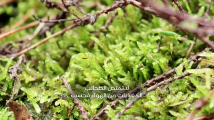 ...مستنقع بالقرب من أولد بورت . أحد خبراء ا...