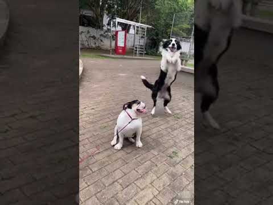 Amazing Dancing Dog