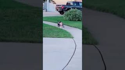 Adorable Dogs Walking Themselves