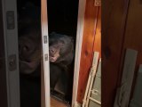 Bear Politely Closes Door