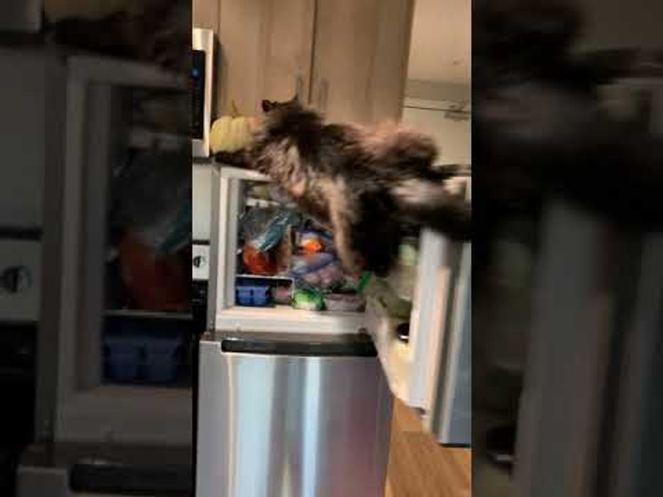 Quick Thinking Kitty Saves Itself From Fall