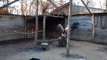 Un vautour fauve retrouve ses congénères au parc animalier de Sainte-Croix, à Rhodes, avant de partir en voyage pour être réintroduit en Bulgarie