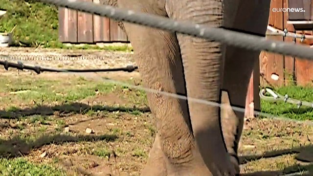 Дом для престарелых слонов