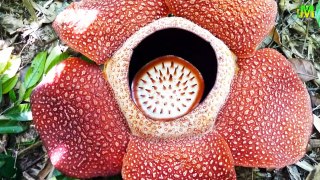 Raffelsia l Worlds Largest Flower l Amazing Facts I Memory