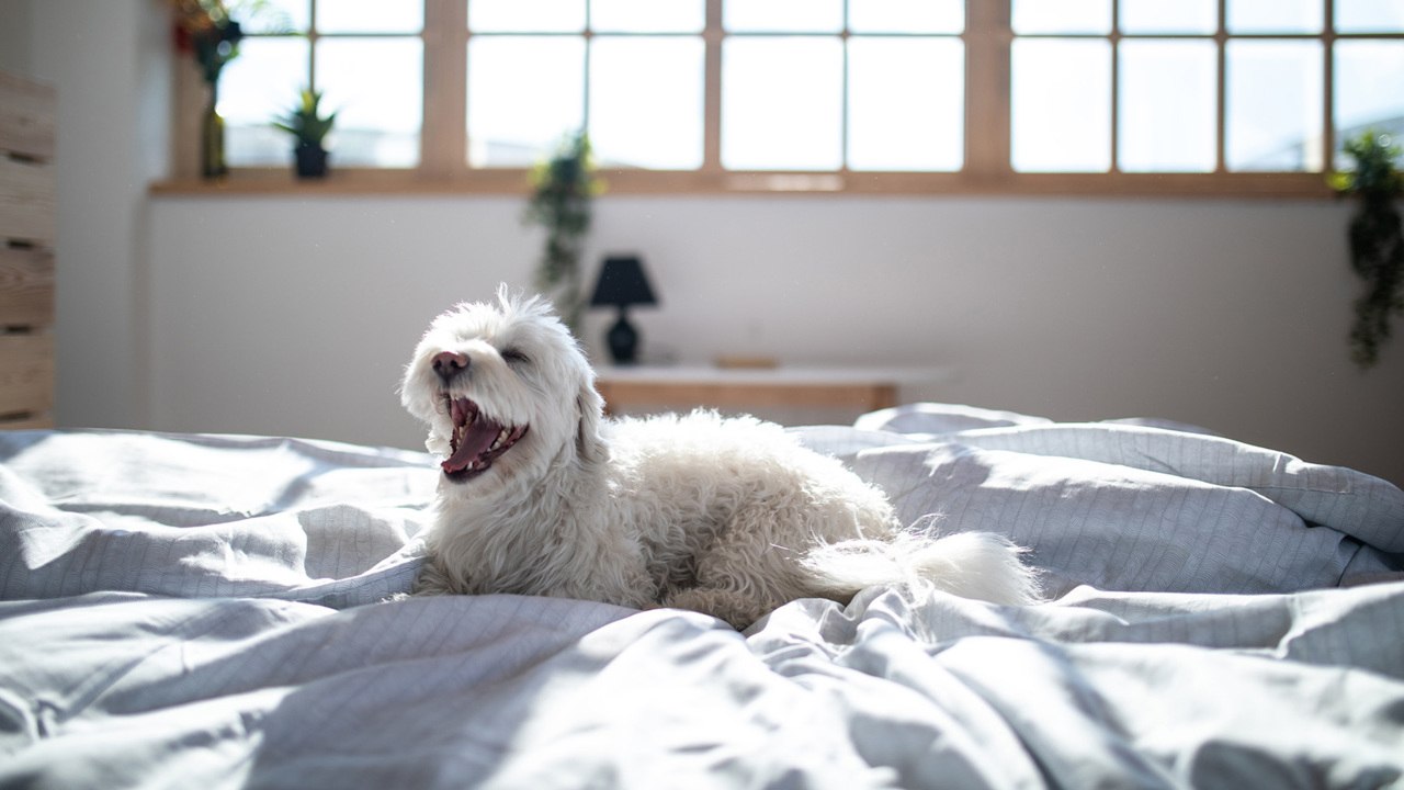 These U.S. Cities Have the Most Pet-Friendly Ai...