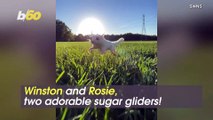 Sugar Sweet! One Man Wants To Change The Stigma of Having Sugar Gliders as Pets!