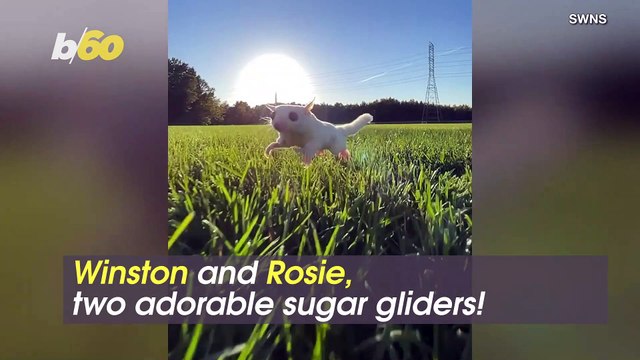 Sugar Sweet! One Man Wants To Change The Stigma of Having Sugar Gliders as Pets!