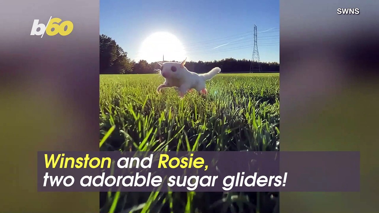 Sugar Sweet! One Man Wants To Change The Stigma of Having Sugar Gliders as Pets!
