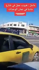 حادثة طريفة.. جمل يهرب من صاحبه في عمان