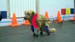Russian rescue dog given four prosthetic paws