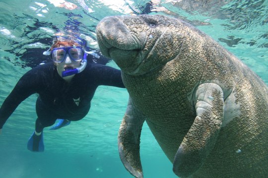 Swim With Manatees at This Florida Resort Every Winter
