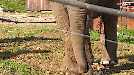 Un refugio para animales de zoo único en Europa acoge a una elefanta de 52 años