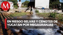 Comunidades Mayas denuncian granja porcícola por el nivel de contaminación