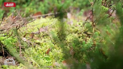 ...مستنقع بالقرب من أولد بورت . أحد خبراء ا...