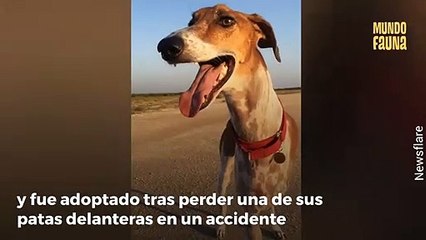 Brodie, el perro que es comparado con una jirafa por tener un cuello muy largo