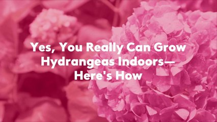 Yes, You Really Can Grow Hydrangeas Indoors—Here's How