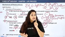 Mechanism of Photosynthesis || Life Process  Class 10 Biology || C6P4