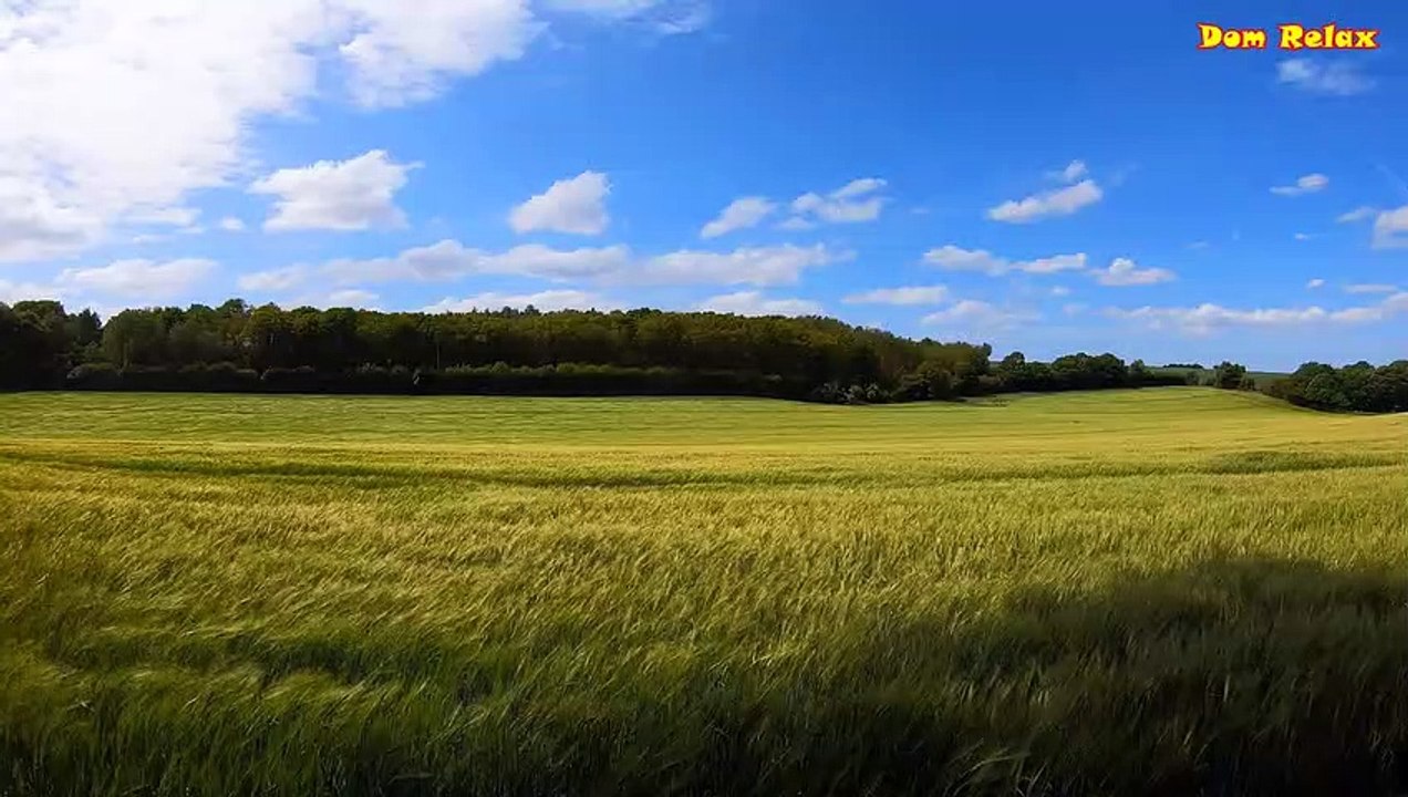 Wind Blowing Across The Field - White Noise - Sleep, Study, Focus
