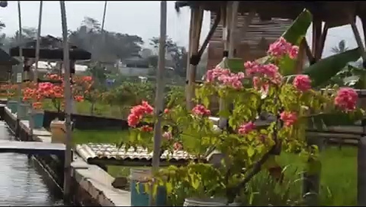 Destinasi Wisata Sawah Lope Desa Cikaso