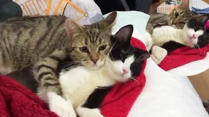 'Adorable cats with troubled pasts are now best friends '