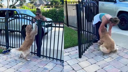 'Precious puppy DOESN'T HOLD BACK her love while reuniting with owner '