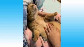 Funny And Cute Cat'S Life - Cats And Owners Are The Best Friends Videos