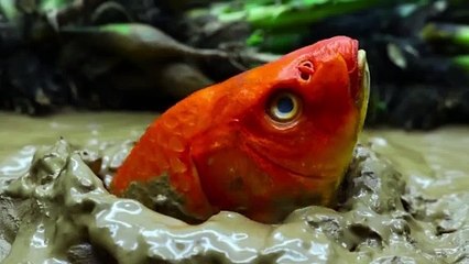 Colorful Koi Fish Funny Experiment Video  Pink Catfish,Spotted Fish  Primitive