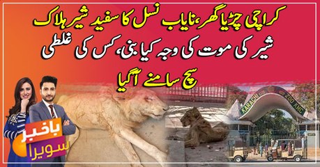 Rare white lion dies in Karachi Zoo