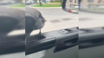 Sürücünün aracın camına konan kargayla diyaloğu güldürdü