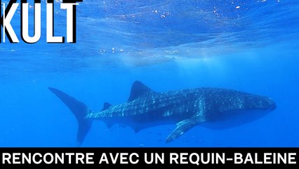 Rencontre avec un requin-baleine