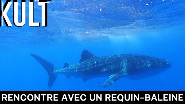 Rencontre avec un requin-baleine