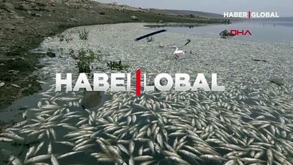 Şanlıurfa Hacıhıdır Barajı Gölü'nde kıyıya vuran balıklarla ilgili inceleme başatıldı