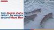 Calm blacktip sharks return to waters around Maya Bay | The Nation Thailand