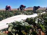 Aksaray'da Kasım ayında tarlada çilek hasadı mesaisi sürüyor