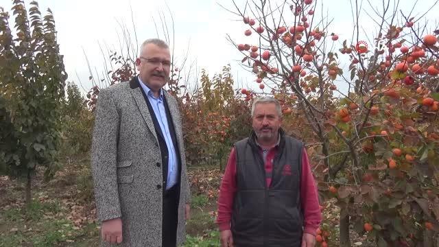 Son dakika haberleri | Cennet hurması Karacabey üreticisine yeni kazanç kapısı olacak