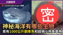 神秘海洋有哪些生物？ 竟有1000公斤翻車魚和超萌小飛象章魚