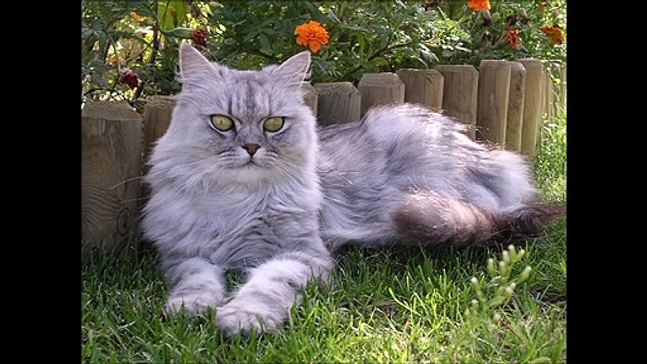 Ma beauté qui nous manque