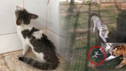 ಮೂರು ಹುಲಿಗಳ ಮಧ್ಯೆ ಸಿಕ್ಕಿ ದಾಳಿಗೊಳಗಾದ ಬೆಕ್ಕಿನ ಮರಿ ಬಚಾವಾಗಿದ್ದು ಹೇಗೆ | Oneindia Kannada