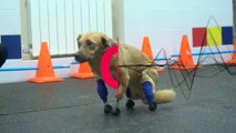 شاهد: كلبة بأطراف اصطناعية تتدرب على المشي مجددا في روسيا