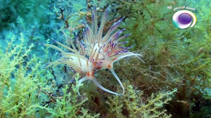وثائقي البحار و المحيطات ـ حلقة 09