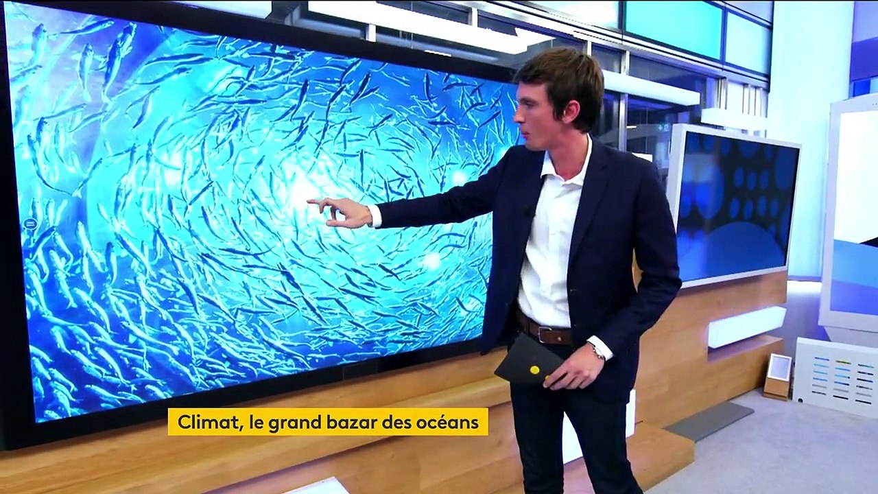 Océans : la taille des poissons impactée par le réchauffement climatique