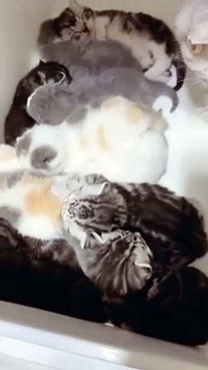 Baby Cats - Cute Funny Cats Videos Compilation - #shorts #catlovers #109