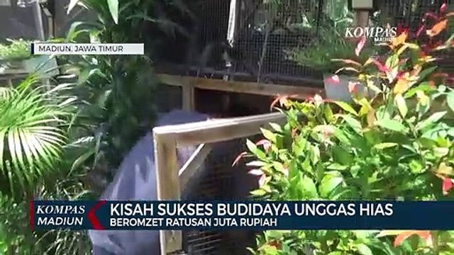 Kisah Sukses Budidaya Unggas Hias Beromzet Ratusan Juta Rupiah