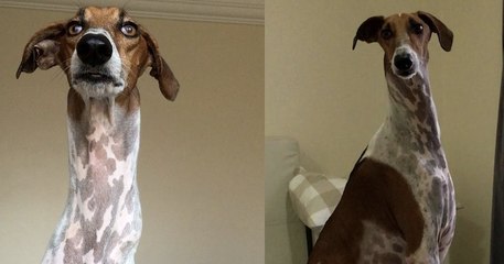 Avec son long cou et ses taches, ce chien ressemble comme deux gouttes d'eau à une girafe