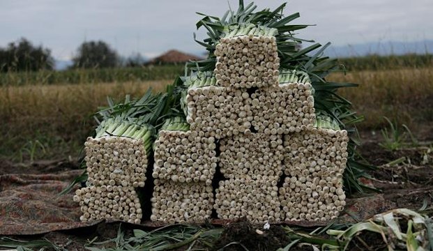 Bafra Ovası'nda pırasa hasadı devam ediyor